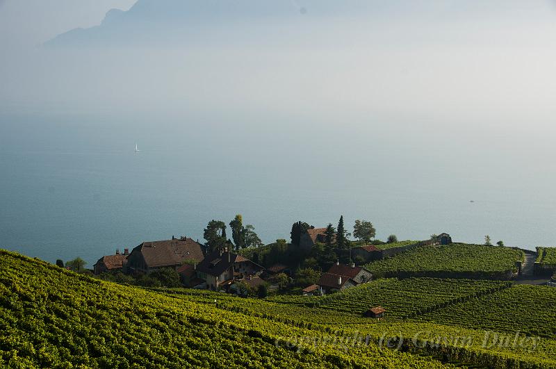 Vineyard and Lac Léman IMGP3422.jpg